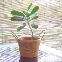 2つの取っ手が特徴です!アタで作った観葉植物用のプランターカバーを通販。