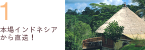 本場インドネシアから直送!