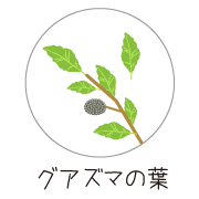 グアズマ葉の画像