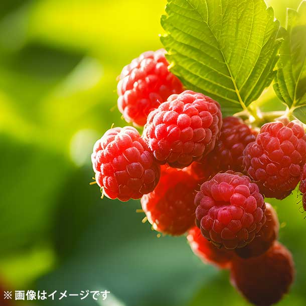 ラズベリーシードオイルとは