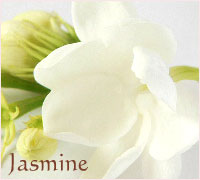 ジャスミンのお花の画像