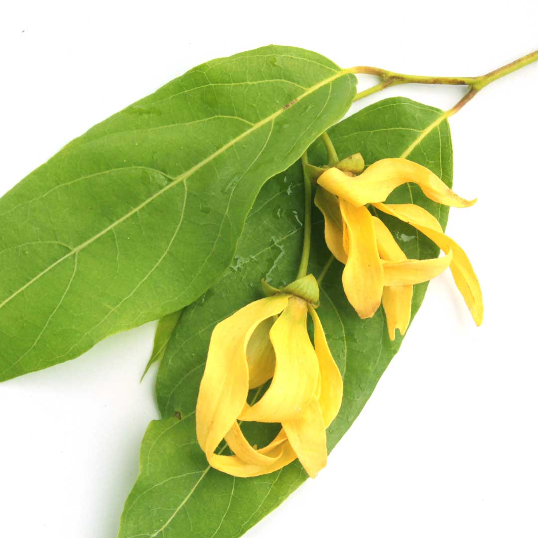 in-eo0024-ylang-ylang-