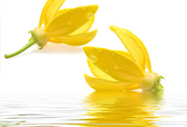  イランイラン精油 ylang ylang！カナンガのエッセンシャルオイル 新着