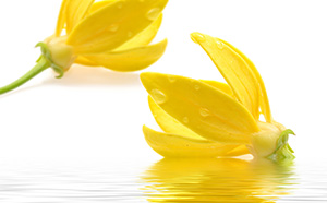 イランイラン精油 ylang ylang！カナンガのエッセンシャルオイル