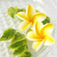 プルメリア造花の通販！バリ島のプルメリア イエロー