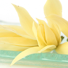 チュンパカ金香木の香水！天然のチャンパカの花の香りの香水