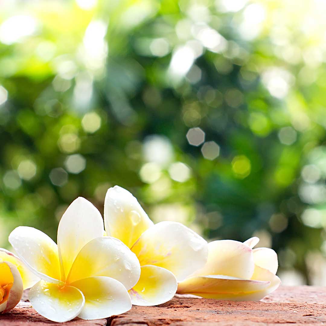 ヘレンウォルトシャイアー frangipani（プルメリア）（23/365