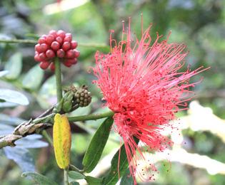 南国の花カリアンドラ(Calliandra)の画像