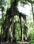 バリ島のパワースポット！バリ植物園『エカ・カリヤ』のガジュマルの木