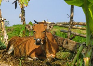 牛（sapi）の画像